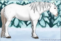 Horse Color:Buckskin Appaloosa 
