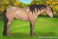 Horse Color:White Spotted Sable Champagne 