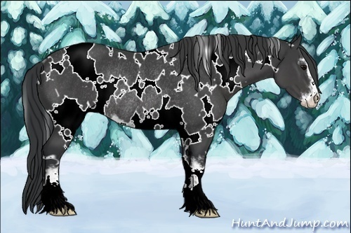 Horse Color:White Spotted Black Sabino Rabicano