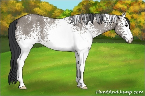 Horse Color:White Spotted Grullo Roan Rabicano 