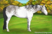 Horse Color:White Spotted Grullo Roan Rabicano