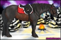 Horse Color:Brown Rabicano Brindle