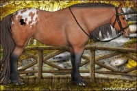 Horse Color:Bay Appaloosa 