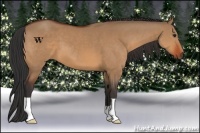Horse Color:Bay Dun