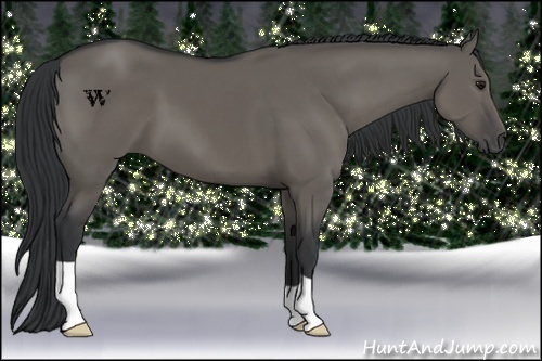 Horse Color:Grullo 