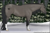Horse Color:Grullo 