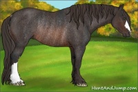 Horse Color:Brown Rabicano Brindle