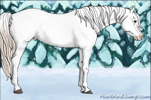 Horse Color:Palomino Dun Appaloosa 