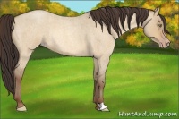 Horse Color:Amber Champagne Roan Dun Rabicano 