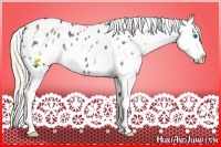 Horse Color:White Spotted Silver Black Splash Appaloosa 