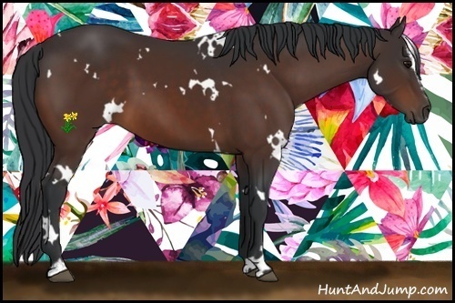 Horse Color:White Spotted Bay Sabino