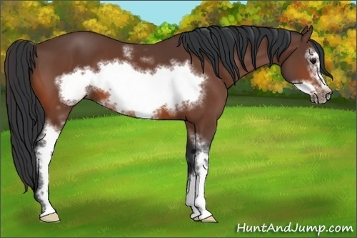 Horse Color:White Spotted Bay Frame 