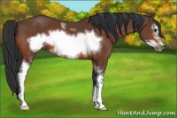 Horse Color:White Spotted Bay Frame