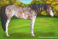 Horse Color:White Spotted Bay 