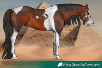 Horse Color:Bay Sabino Tobiano