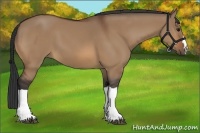 Horse Color:Bay Dun