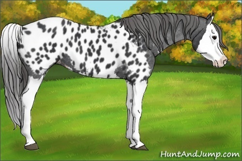 Horse Color:Black Splash Appaloosa 