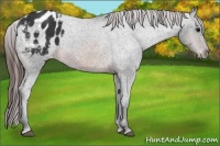 Horse Color:Brown Appaloosa 