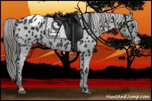 Horse Color:Black Appaloosa
