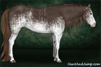 Horse Color:White Spotted Liver Chestnut and White Spotted Liver Chestnut