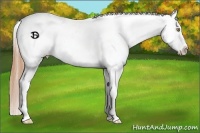 Horse Color:Gold Champagne Leopard  and White Spotted Gold Champagne Leopard 