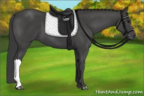 Horse Color:Smoky Black