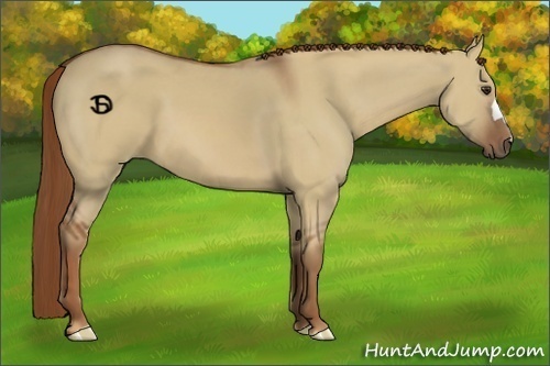 Horse Color:Red Dun 