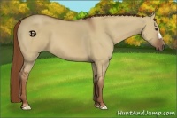 Horse Color:Red Dun