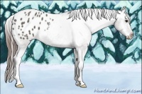 Horse Color:Grullo Appaloosa 