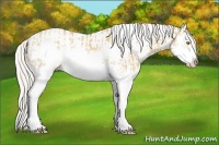 Horse Color:Silver Classic Champagne Dun Splash Frame  and Silver Amber Champagne Roan Dun Splash Tobiano Frame Appaloosa Rabicano 