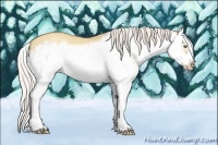 Horse Color:Silver Classic Champagne Dun Splash Frame 