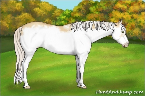 Horse Color:Silver Classic Champagne Dun Splash Frame 