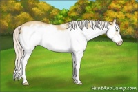 Horse Color:Silver Classic Champagne Dun Splash Frame