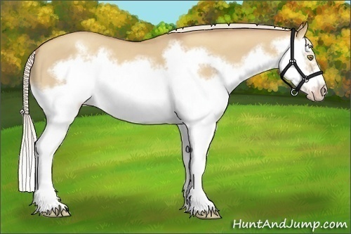 Horse Color:Silver Classic Champagne Dun Splash Frame 