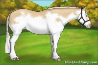 Horse Color:Silver Classic Champagne Dun Splash Frame