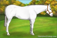Horse Color:White Spotted Blue Roan Frame Appaloosa
