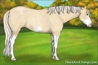 Horse Color:Silver Classic Champagne Roan Dun Splash Frame 