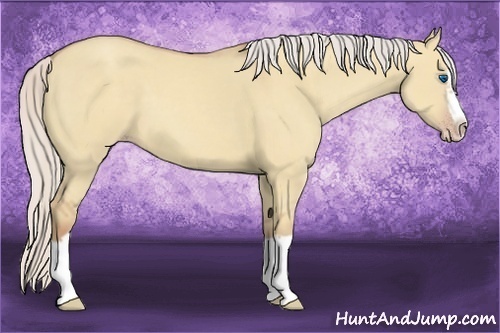 Horse Color:Silver Classic Champagne Dun Splash Frame