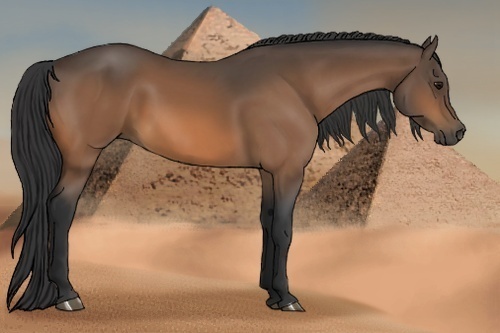 Horse Color:Buckskin 