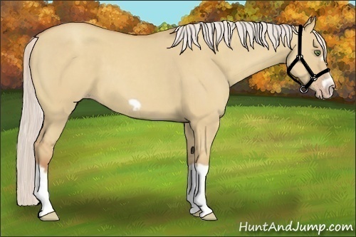 Horse Color:Silver Classic Champagne Dun Splash Frame