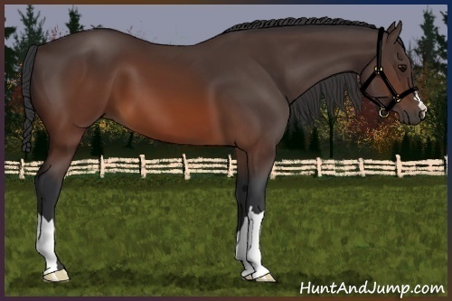 Horse Color:Brown 