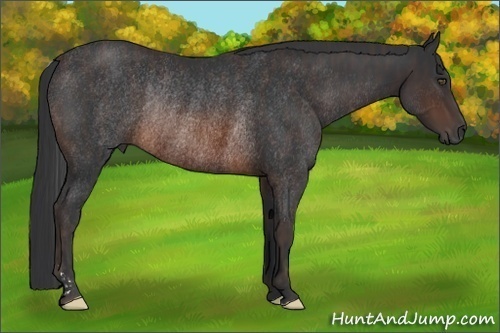 Horse Color:Brown Rabicano  Brindle