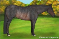 Horse Color:Brown Rabicano Brindle
