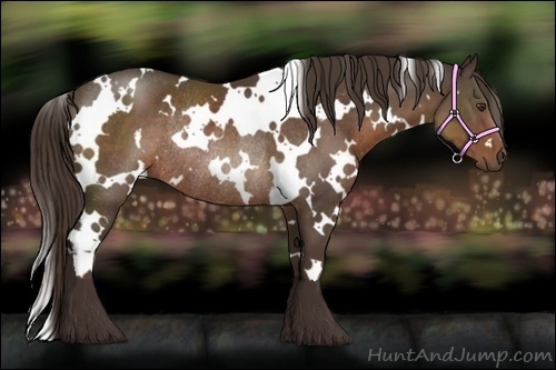 Horse Color:White Spotted Liver Chestnut Rabicano