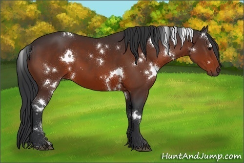 Horse Color:White Spotted Bay 