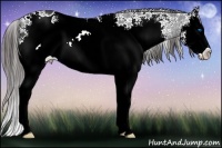 Horse Color:White Spotted Brown Splash Appaloosa 