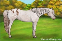 Horse Color:Chestnut Appaloosa