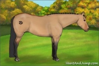 Horse Color:Bay Dun