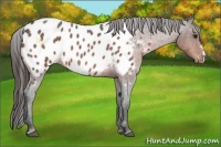 Horse Color:Bay Roan Appaloosa