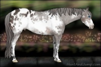 Horse Color:Brown Sabino Frame Appaloosa Rabicano 